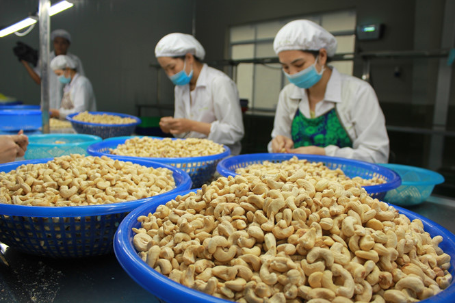 Trung Quốc, Mỹ chiếm gần một nửa kim ngạch xuất khẩu hạt điều của Việt Nam