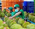Thị trường 1,4 tỷ dân mở cửa xuất khẩu sầu riêng vượt 1 tỷ USD nhưng giá vẫn lao dốc 