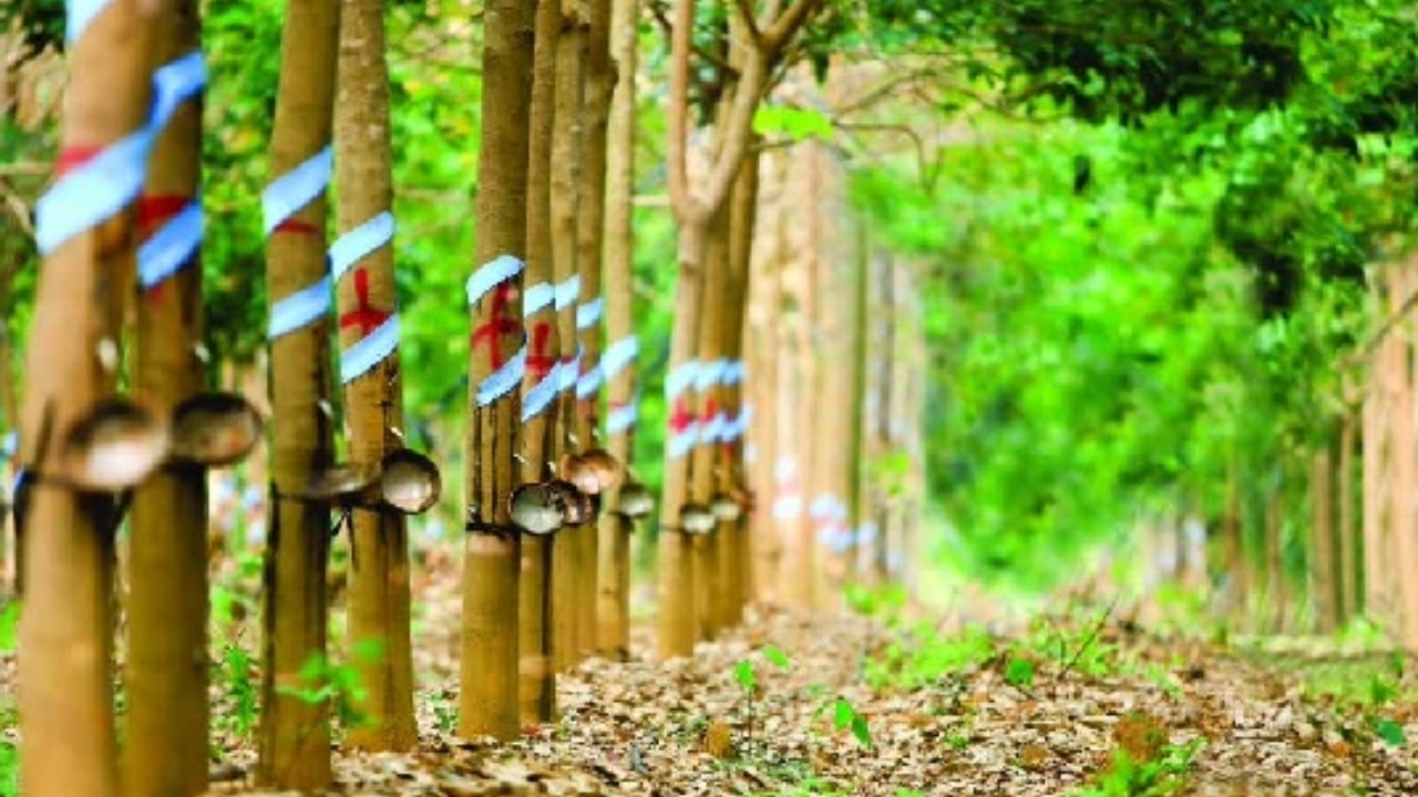 Giá cao su hôm nay 28 Cao su OSE và SHFE tăng nhờ đồng yên suy yếu
