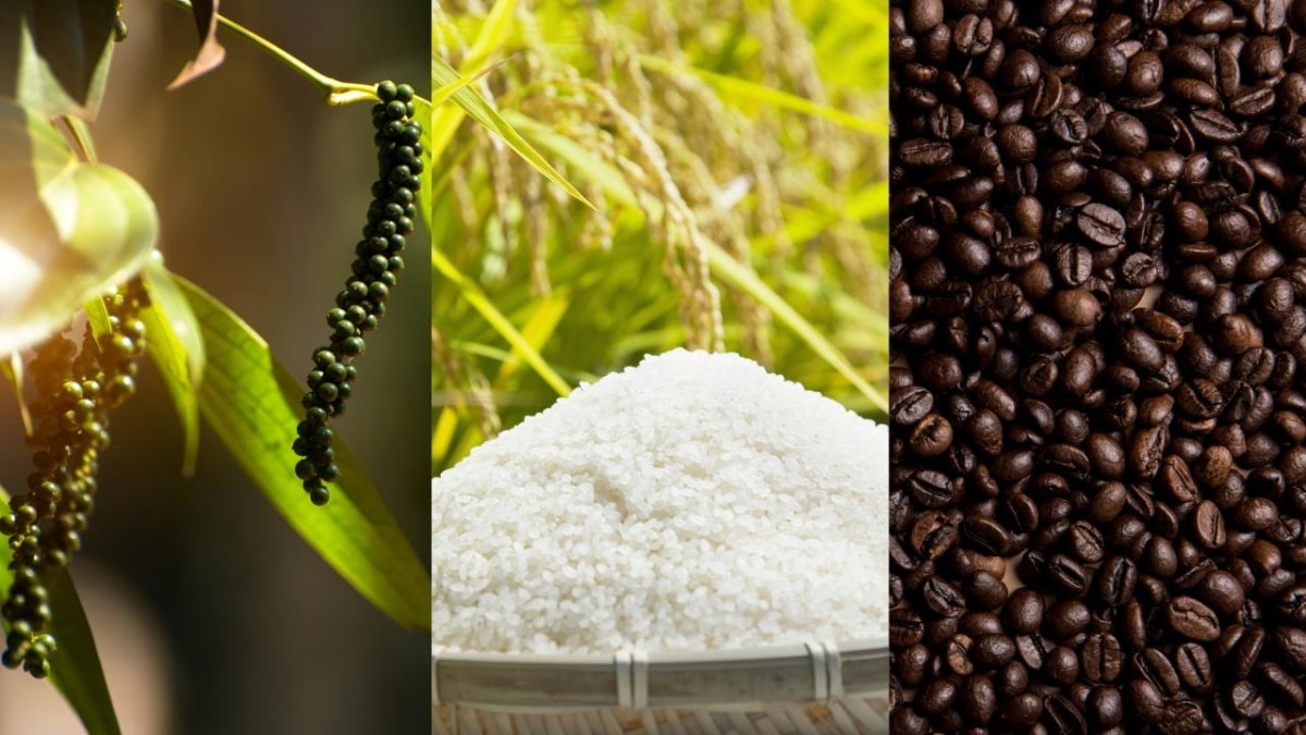 Giá nông sản hôm nay 3/8: Cà phê bật tăng, hồ tiêu giảm nhẹ, lúa gạo ổn định