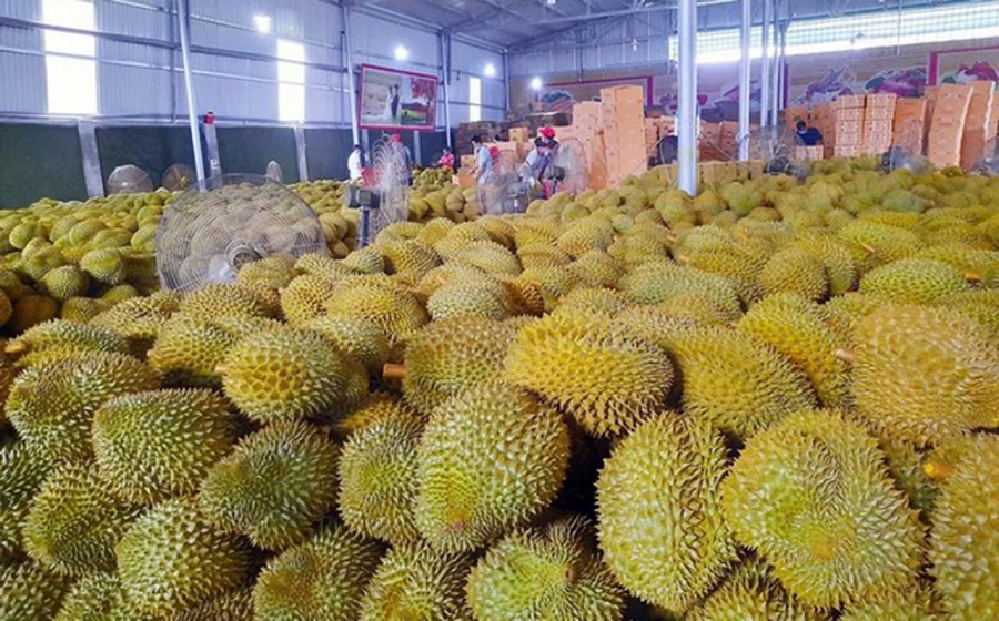 Giá sầu riêng hôm nay 8/8: Sầu Thái hàng đẹp giữ giá cao