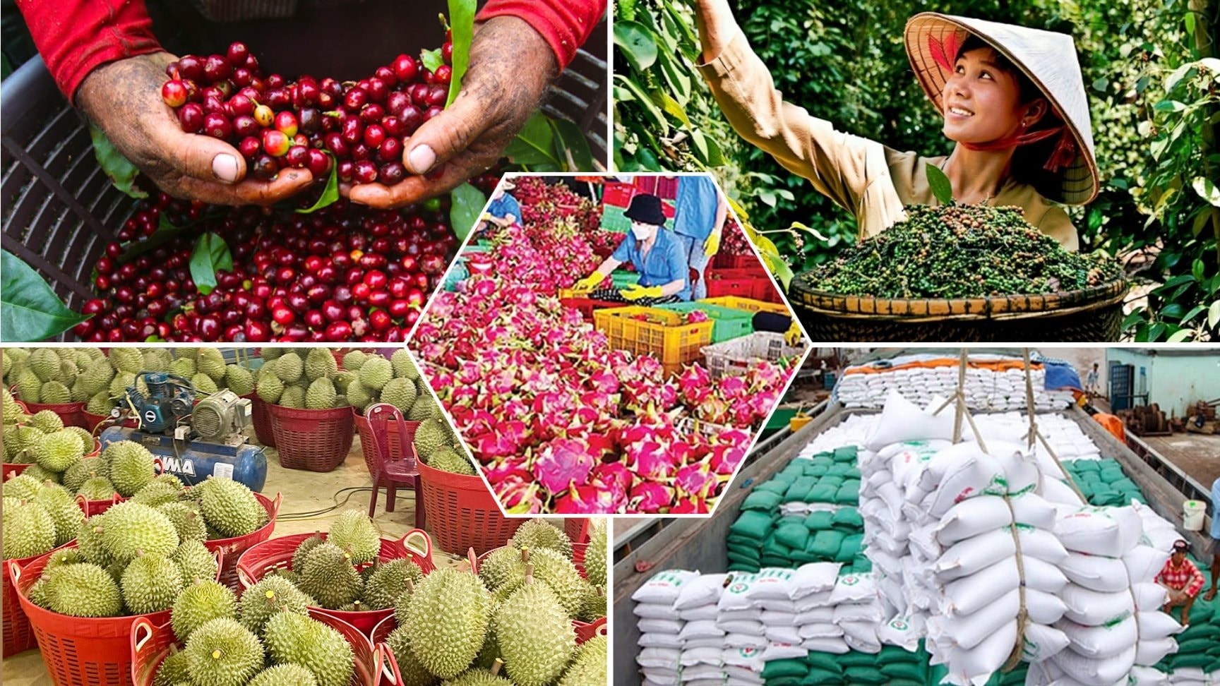 Giá nông sản hôm nay 88 Tiêu đi ngang, cà phê giảm mạnh, lúa tươi tiếp tục tăng