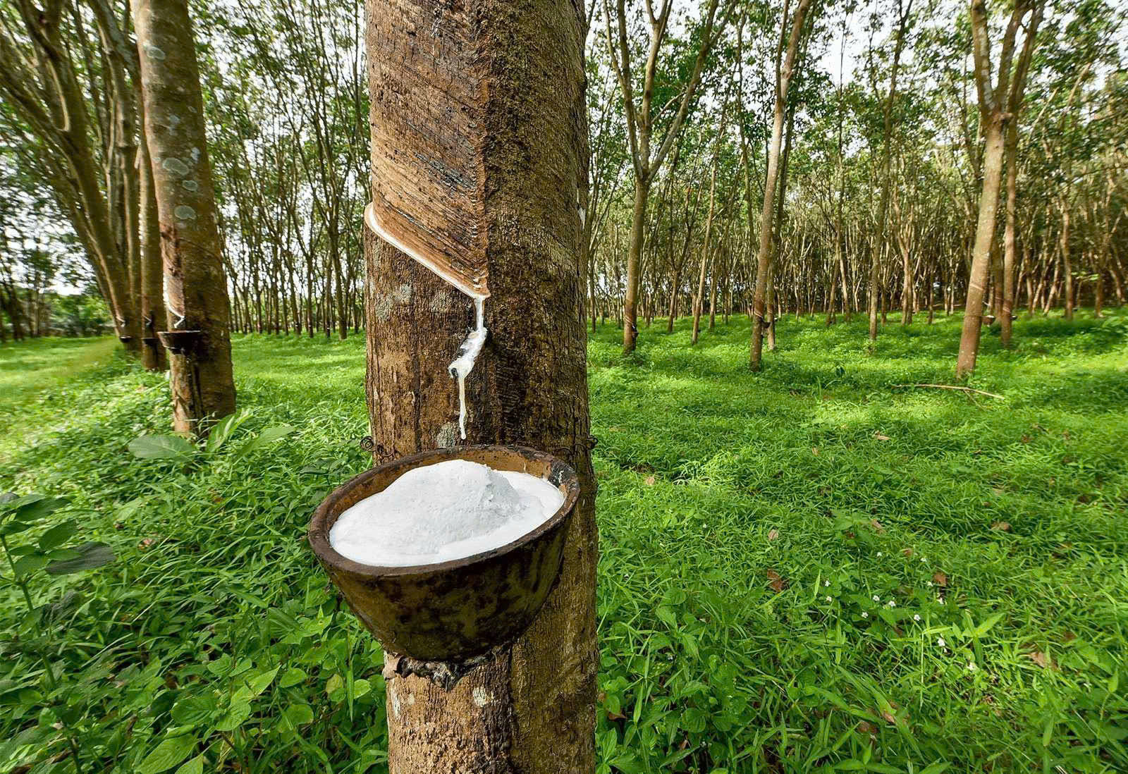 Giá cao su hôm nay 88 Cao su thế giới đồng loạt tăng, trong nước ổn định