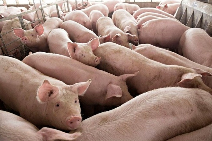 Giá heo hơi hôm nay 10/8: Tiếp tục ở vùng thấp, nhiều nơi dưới 60.000 đồng/kg