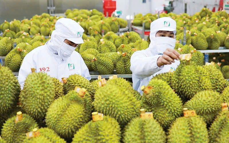 Sầu riêng Việt Nam rộng cửa xuất khẩu, bài toán chất lượng vẫn là then chốt