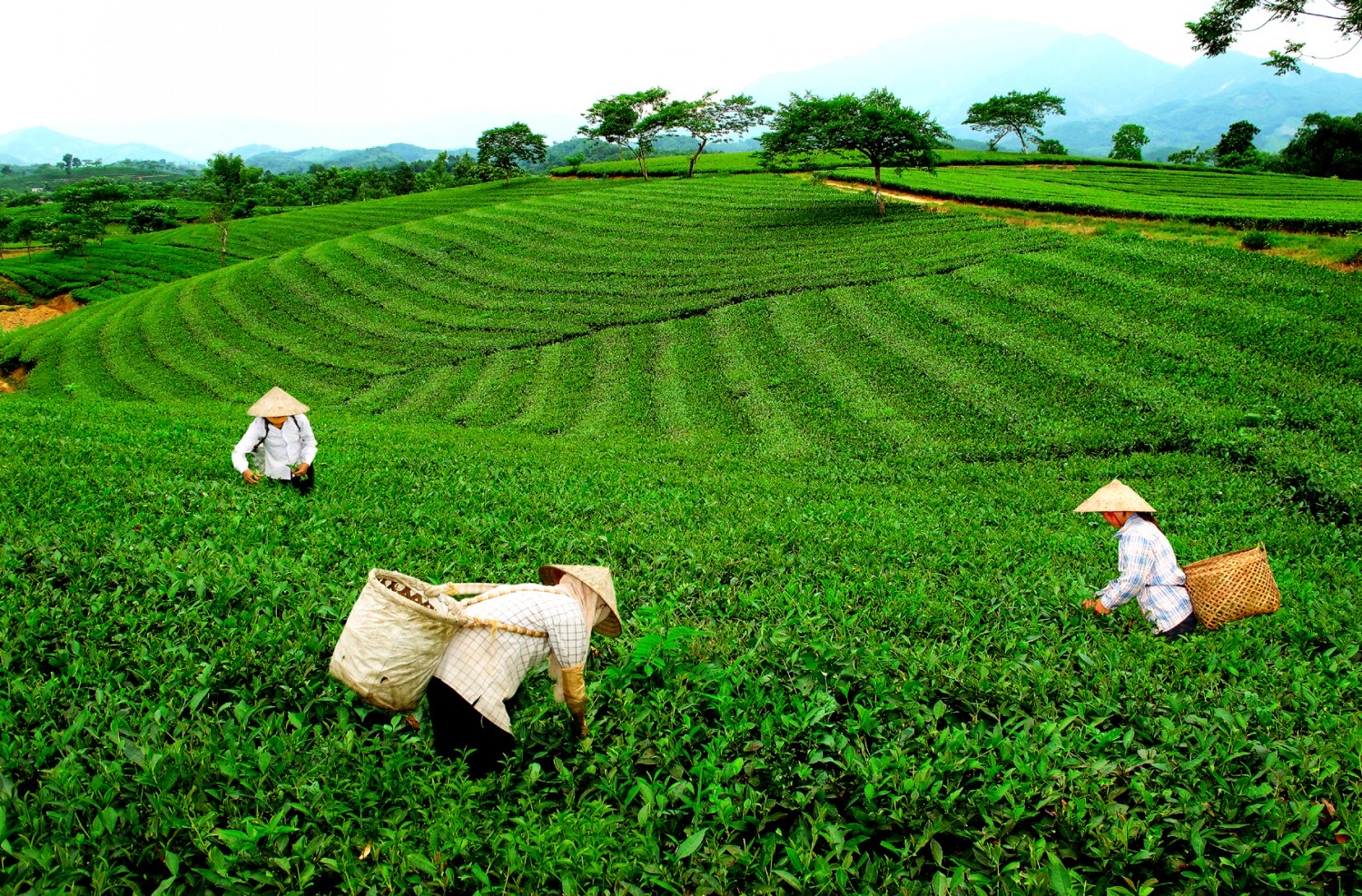Hà Nội: Nâng giá trị nông sản từ những vùng sản xuất tập trung