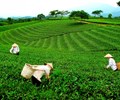 Hà Nội Nâng giá trị nông sản từ những vùng sản xuất tập trung 