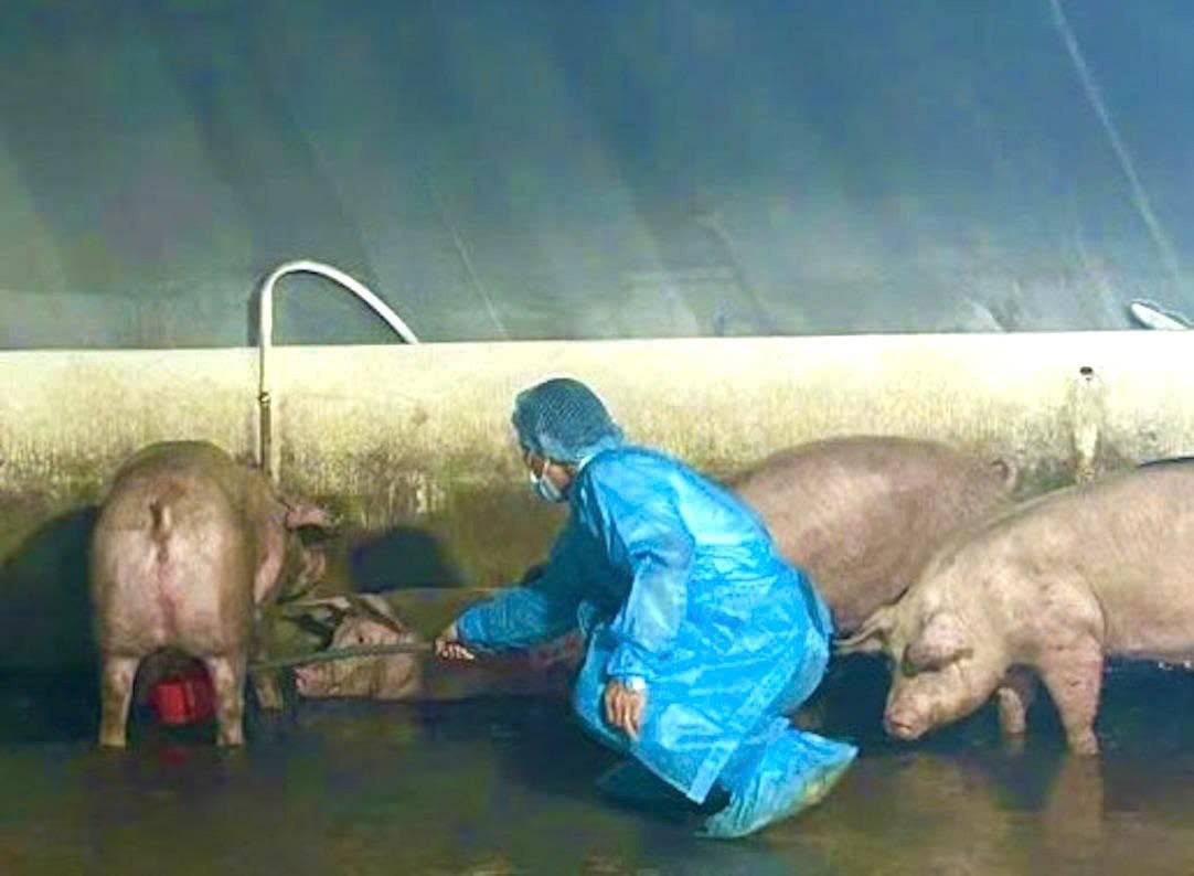 Chuyển hồ sơ vụ các hộ nuôi heo sử dụng chất cấm tại Đồng Nai sang công an
