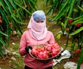 Siết chặt mã số vùng trồng Bước đi cần thiết để giữ vững uy tín nông sản Việt