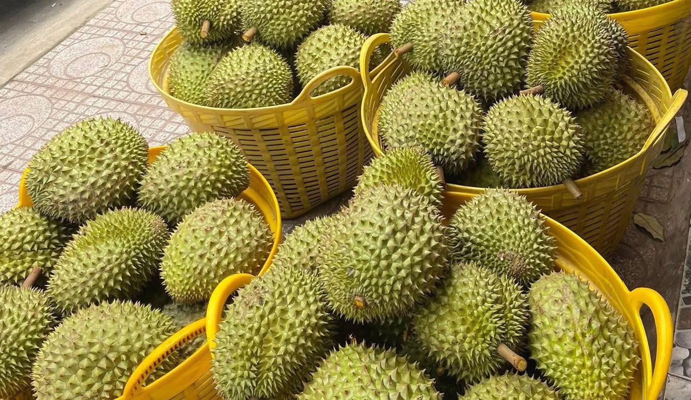 Không mở rộng diện tích sầu riêng, tập trung nâng cao năng suất, chất lượng