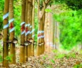 Xuất khẩu cao su những tháng cuối năm Giảm phụ thuộc Trung Quốc mở rộng thị trường 