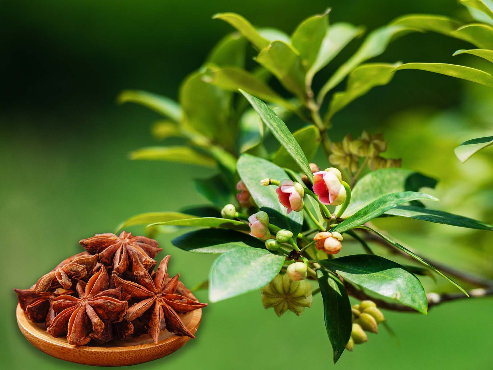 Hoa hồi Việt Nam mở rộng dư địa trên thị trường quốc tế