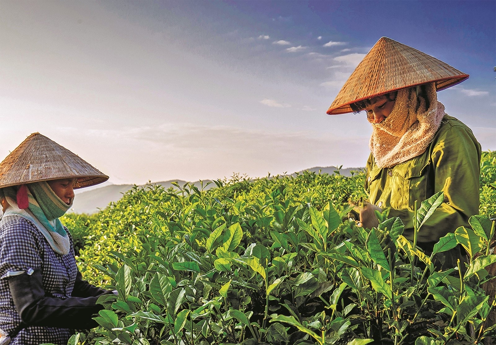 Xuất khẩu chè Việt Nam phục hồi mạnh, Mỹ và Nga tăng mua