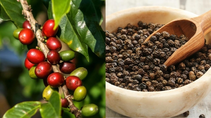 Giá nông sản hôm nay 21/8: Cà phê quay đầu giảm, hồ tiêu đi ngang, giá lúa gạo biến động trái chiều