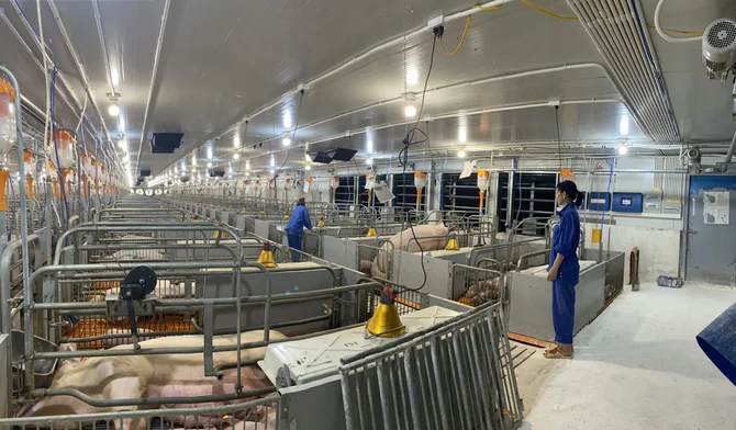 Giá heo đi xuống, loạt doanh nghiệp chăn nuôi lớn mất khoảng 40% lợi nhuận quý II