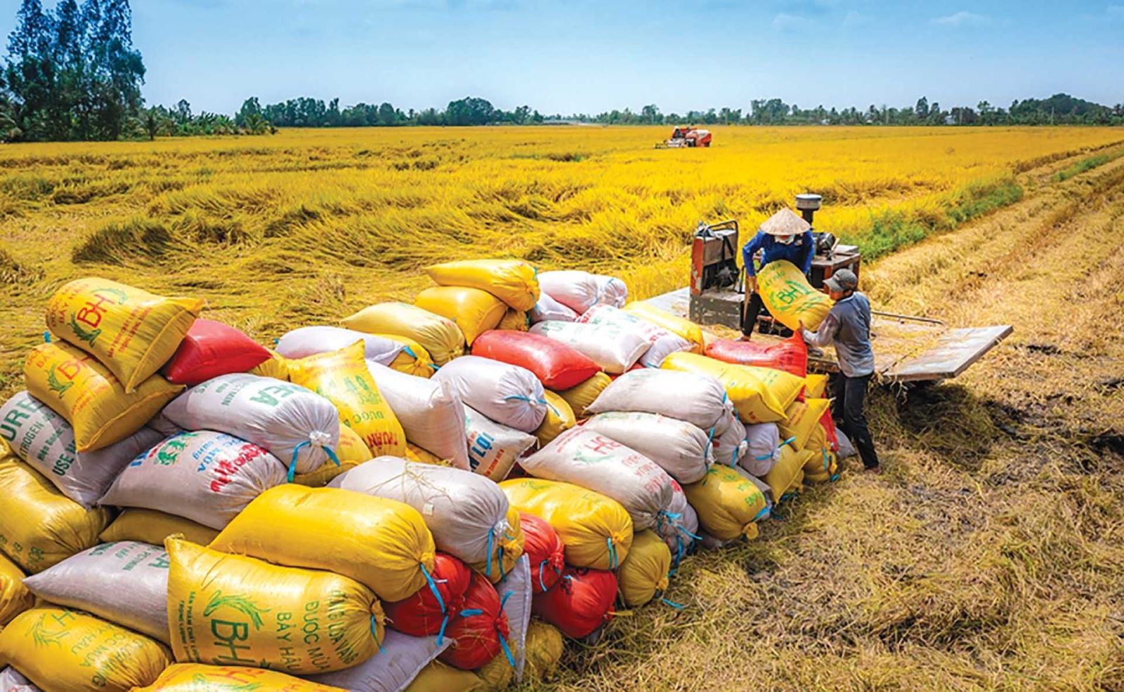 Xuất khẩu gạo Việt Nam: Thị trường chủ lực siết nhập khẩu, giá lúa trong nước hạ nhiệt
