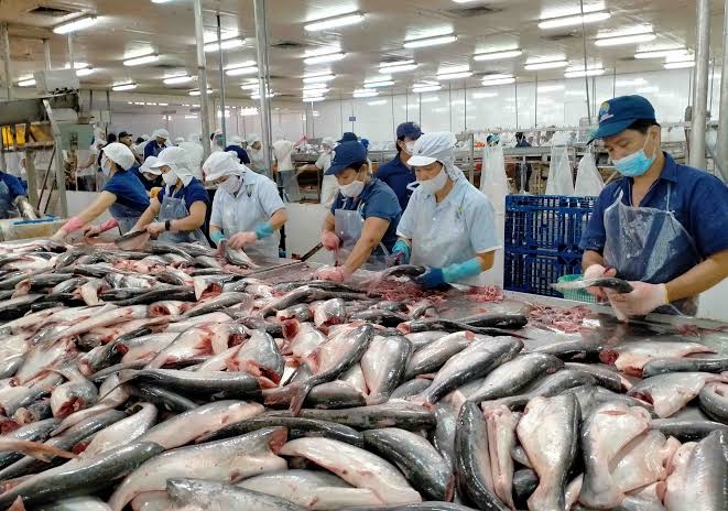 Xuất khẩu cá tra tăng trưởng, Trung Quốc có thể trở thành thị trường chiến lược