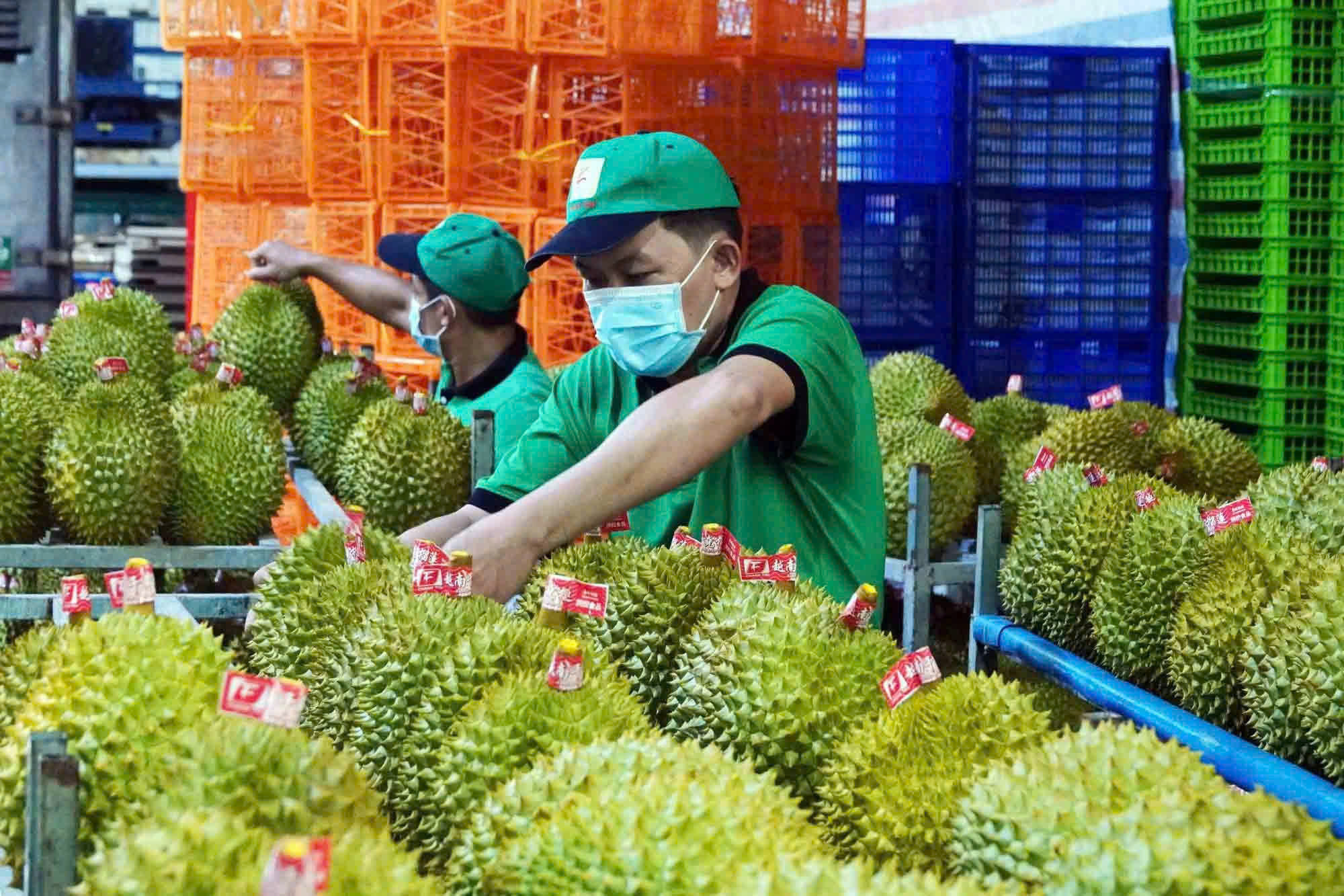 Xuất khẩu sầu riêng 7 tháng đạt gần 1,8 tỷ USD, Trung Quốc vẫn chi phối thị trường
