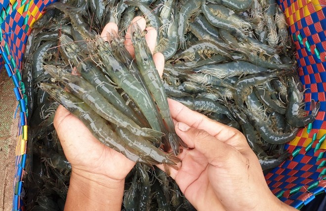 EU gia tăng kiểm soát và cảnh báo một số thực phẩm nhiễm chất cấm, doanh nghiệp cần lưu ý