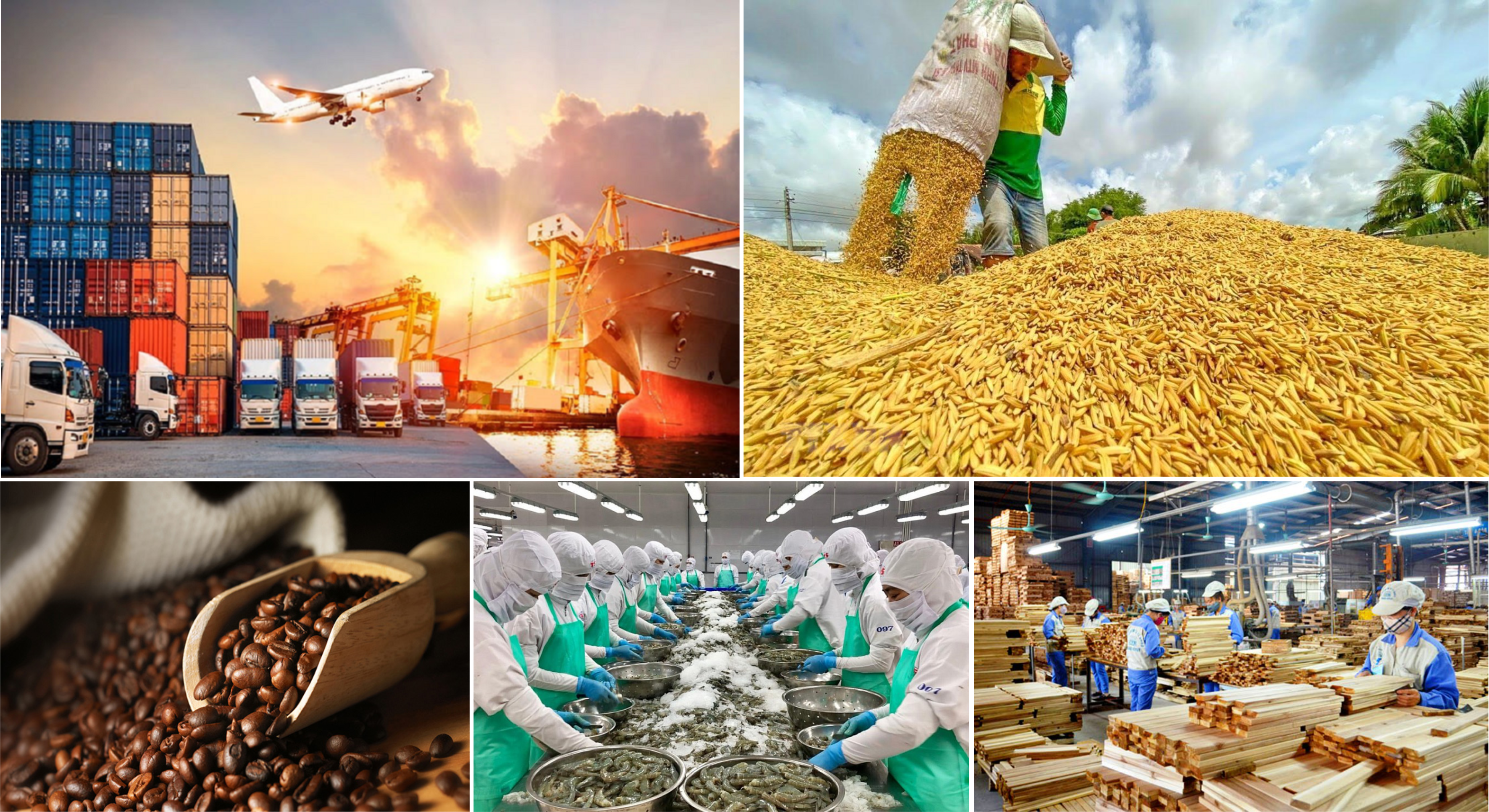 Giá nông sản hôm nay 318 Tiêu, cà phê cùng giảm, lúa gạo ổn định