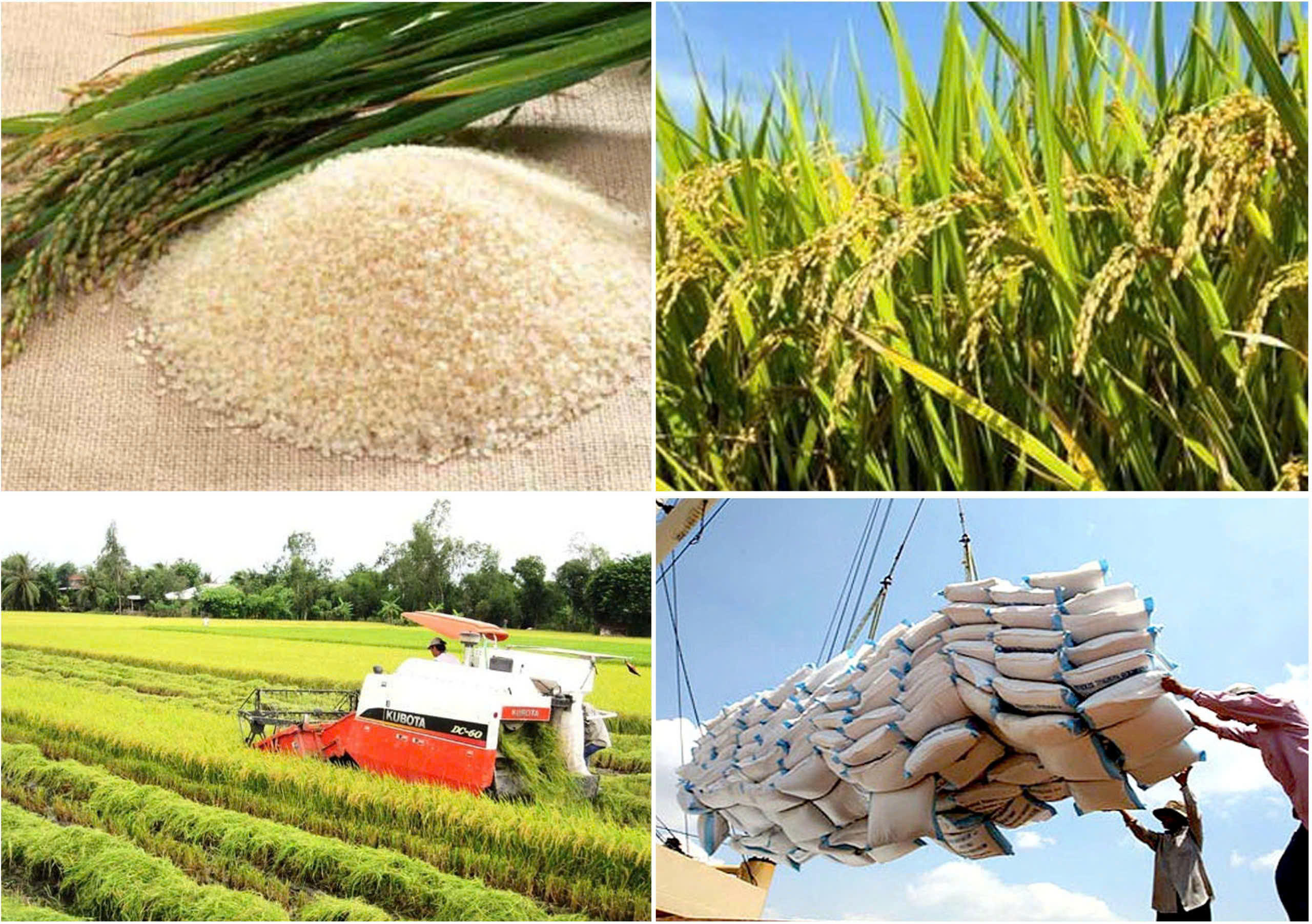 Xuất khẩu gạo Việt Nam trước sức ép thị trường Giữ giá trị, giảm lệ thuộc