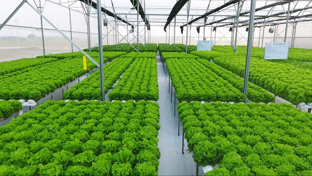 Hà Nội mở rộng chuỗi liên kết, nâng giá trị nông sản