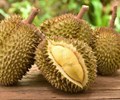 Giá sầu riêng tiếp tục phân hóa hàng đạt chuẩn chiếm ưu thế