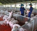 Giá heo hơi bật tăng cục bộ mốc 60.000 đồng/kg trở lại 