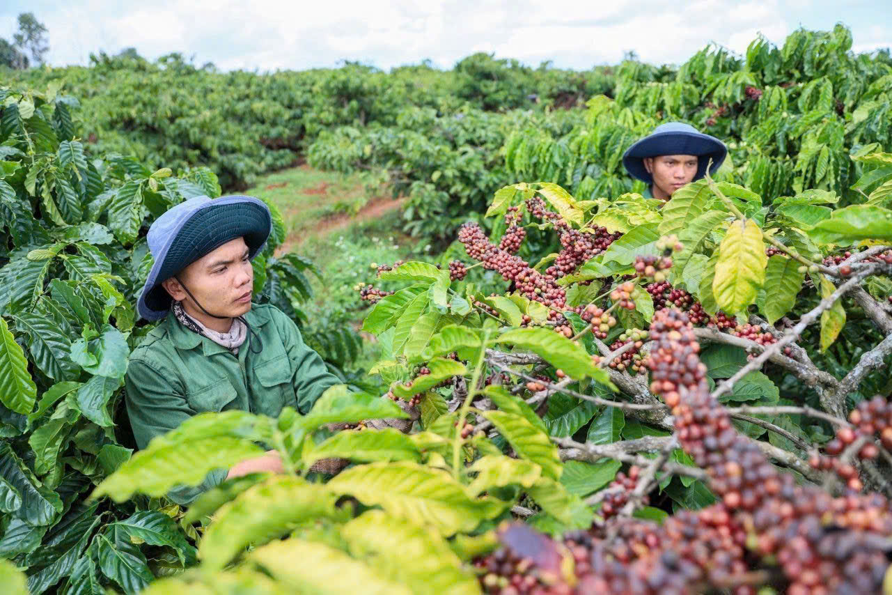 Nâng giá trị Robusta Việt Nam từ vùng nguyên liệu