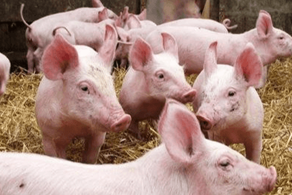 Giá heo hơi hôm nay 11/9: Chỉ còn Hưng Yên giữ mốc 60.000 đồng/kg