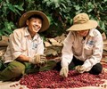 Cà phê bước vào mùa vụ mới Robusta được nâng đỡ còn Arabica chịu sức ép 