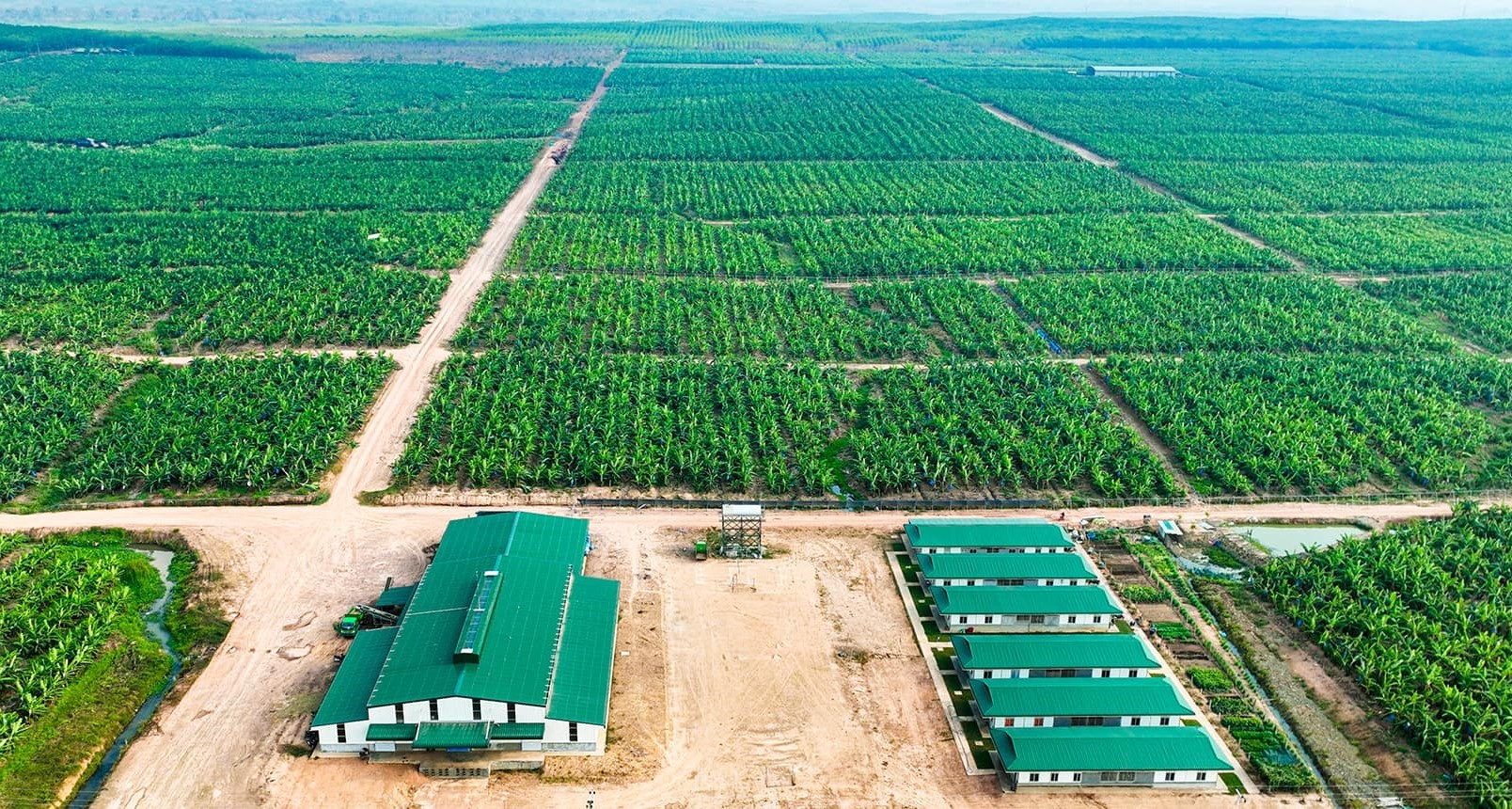 HAGL Agrico lỗ thêm 152 tỷ đồng sau soát xét, kiểm toán cảnh báo rủi ro hoạt động liên tục