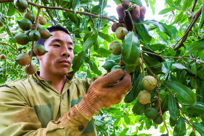 Xuất khẩu mắc ca chuyển hướng sang chế biến, bài toán lớn nằm ở vùng nguyên liệu