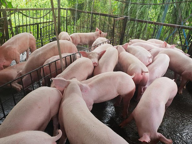 Giá heo hơi ngày 23/9: Bắc Ninh và Đồng Nai tăng 1.000 đồng/kg
