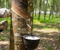 Cao su Việt Nam đối mặt sức ép kép khi nhu cầu Trung Quốc chững lại 