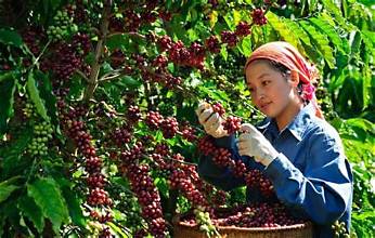 Xuất khẩu nông sản tăng, giá trị giữ lại vẫn là bài toán khó