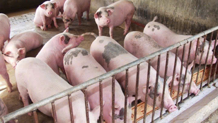 Giá heo hơi hôm nay 26/9: Chỉ còn 2 địa phương giữ giá 60.000 đồng/kg