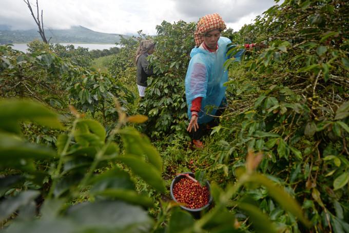Cà phê Indonesia chịu sức ép kép từ thời tiết cực đoan