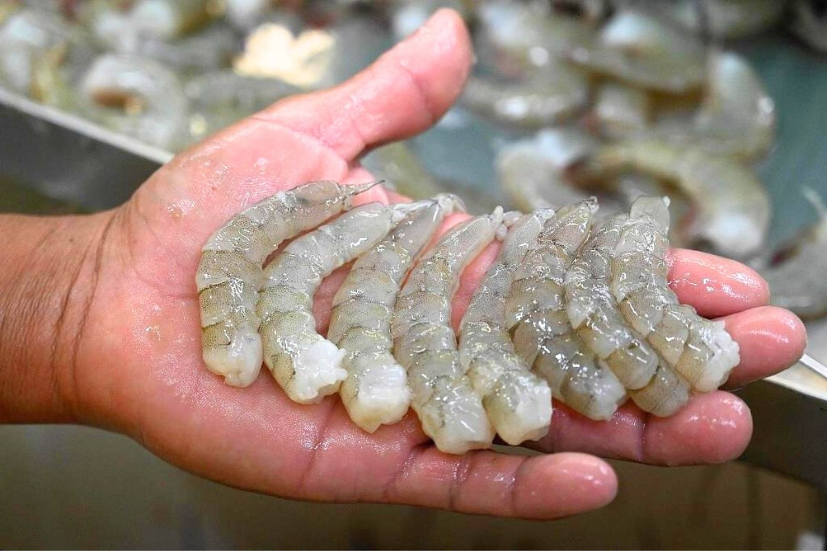 Mỹ nâng thuế chống bán phá giá tôm Ấn Độ, nguồn cung tiếp tục dịch chuyển