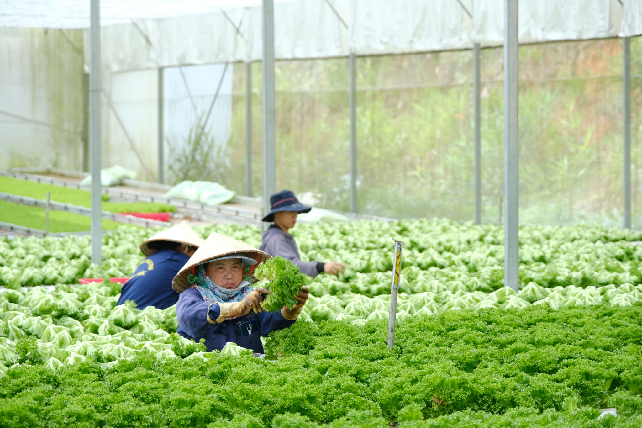Lâm Đồng tăng tốc kích cầu, mở rộng đầu ra cho nông sản và OCOP