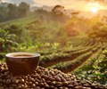 Cà phê Việt Nam bước vào niên vụ mới giữa áp lực về giá 