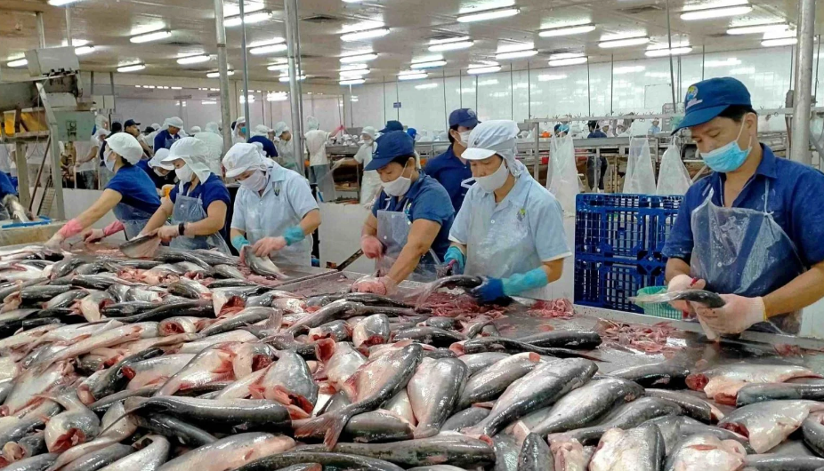 Thủy sản Nam Việt (ANV) chi hơn 266 tỷ đồng trả cổ tức, lợi nhuận bán niên giảm 29%, dòng tiền kinh doanh âm