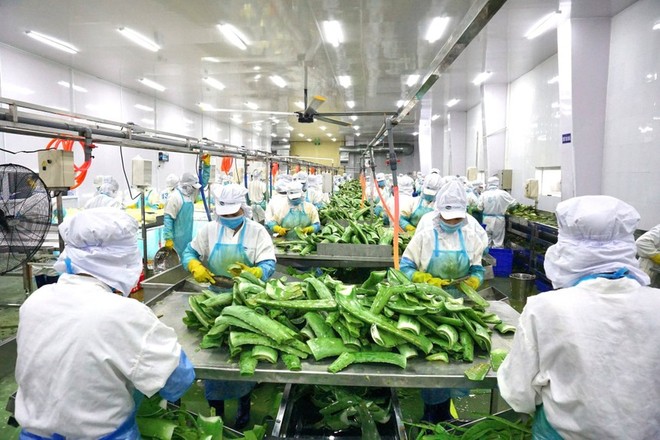 Thực phẩm G.C (GCF): Doanh thu tăng 18% nhưng lợi nhuận giảm 33%, lãnh đạo cấp cao xin từ nhiệm
