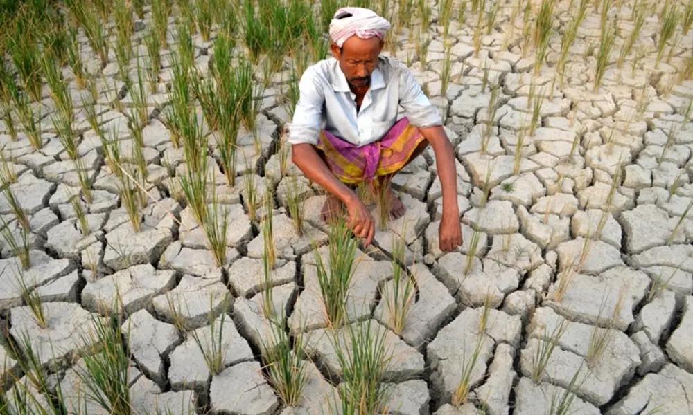 Hạn hán tại Ấn Độ làm dấy lên lo ngại nguồn cung gạo non-basmati