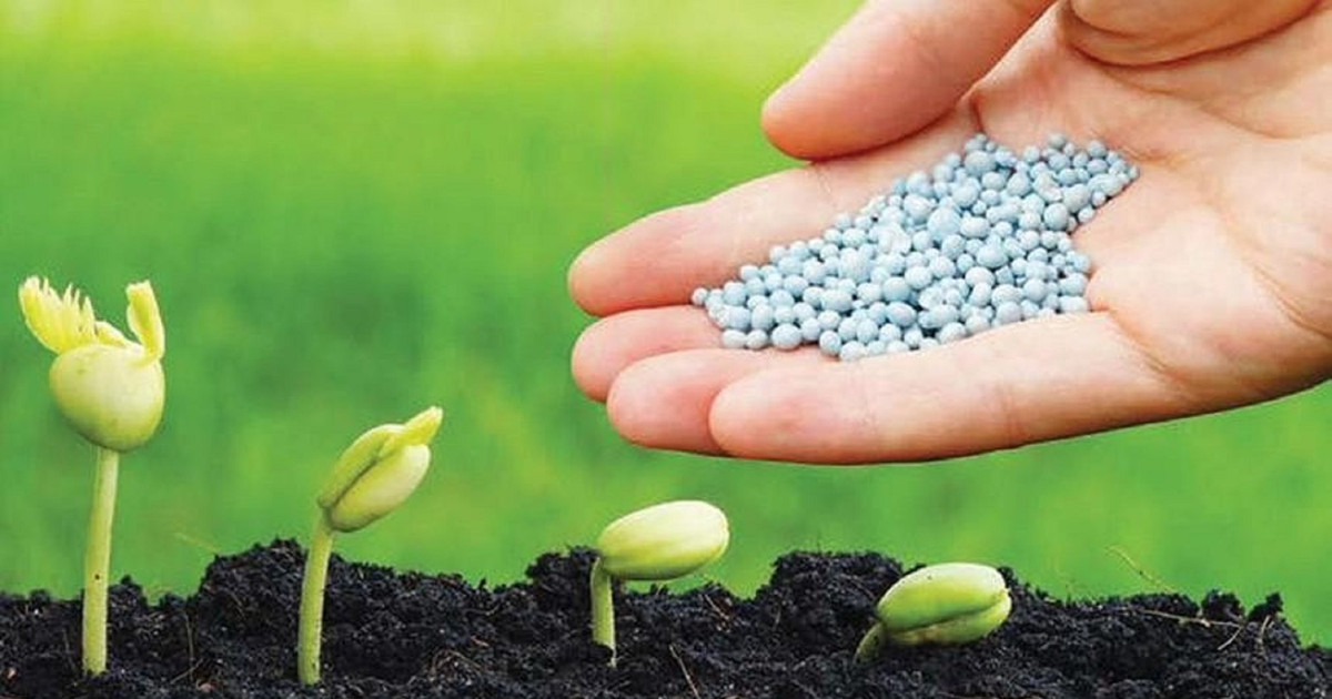 Đề xuất giảm thuế xuất khẩu phân bón về 0%: DCM, DPM hưởng lợi, doanh nghiệp NPK đối mặt áp lực chi phí