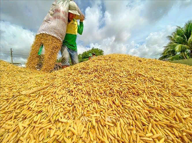 Giá nông sản hôm nay 2210 Cà phê giảm sâu tiêu mất giá gạo xuất khẩu tăng