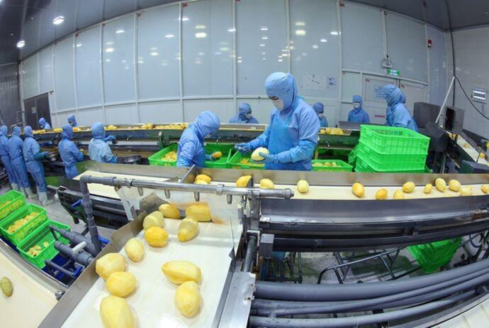 Nông sản Việt xuất khẩu giá trị cao thị trường nội địa được hưởng lợi đến đâu