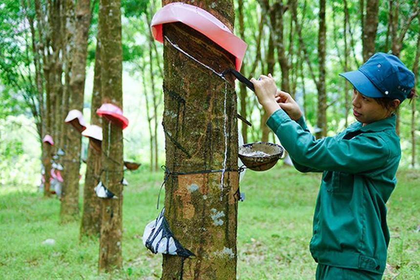 Giá cao su hôm nay 25/10: SHFE và SGX tăng, TOCOM quay đầu giảm