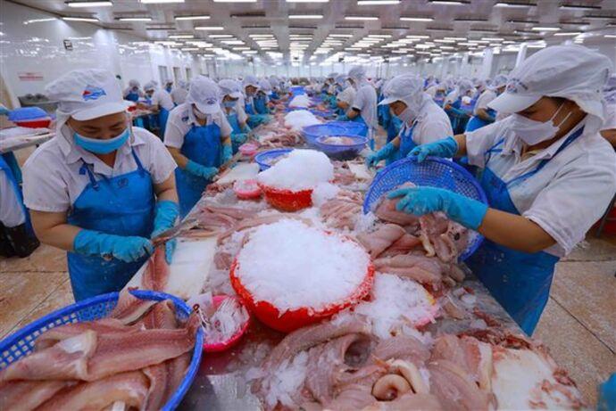 Cá rô phi Việt Nam lần lượt xuất khẩu sang Brazil, Mỹ, Nhật Bản