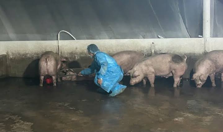 Hơn 10.000 tấn heo sử dụng chất cấm ra thị trường: TP Hồ Chí Minh yêu cầu mở rộng điều tra